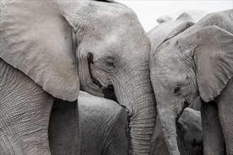 Two African elephants