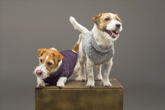 Two charming Jack Russell posing in the studio in warm sweaters.