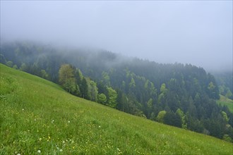 A foggy landscape with a green meadow on the mountainside and a forest in the background