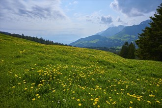 A peaceful meadow with yellow dandelion flowers against a mountain backdrop under a cloudy sky