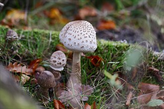 A young parasol mushroom
