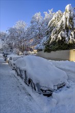 Trees and cars with fresh snow