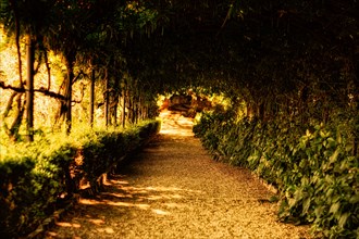 Alley surrounded by bushes and exotic plants. Travel and vacation concept.