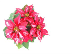 Poinsettia Christmas Star