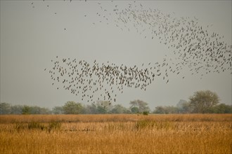 Large flock of Wilson's waterbirds