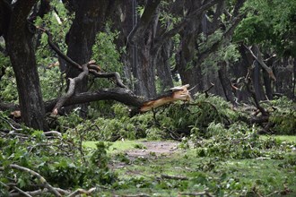 Broken and fallen trees of the species Tipu tree