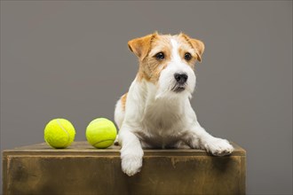 Purebred Jack Russell playing with a tennis ball.