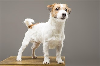 Purebred Jack Russell is standing on the pedestal and looking at the camera.