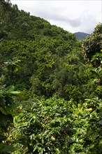 Coffee bushes in the Blue Mountains