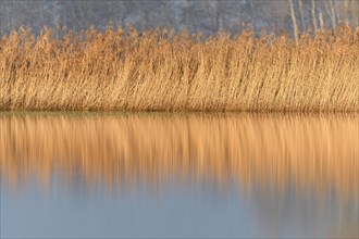 Reeds in a flooded meadow in autumn. Bas-Rhin