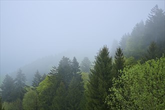 A misty forest with different shades of green conveys a quiet and peaceful atmosphere