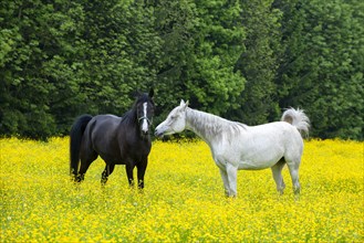 White and black horse on a flower meadow