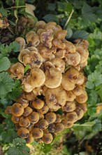 Hallimasch mushrooms in the forest