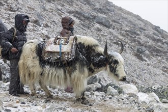 Sherpa woman and man with a yak