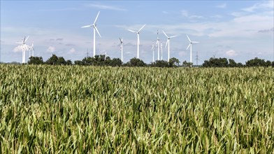 Windmills in a wind farm at a maize field