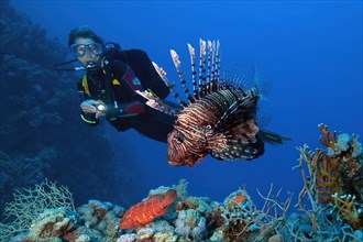 Diver Diver looking at pacific red lionfish
