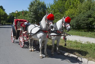 Coachman driving a traditional red carriage pulled by two decorated white horses
