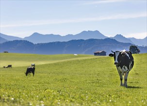 Cows on an alpine meadow in the Allgaeu