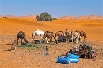 Dromedary camels being fed grass in Erg Chebbi in the Sahara Desert near Merzouga
