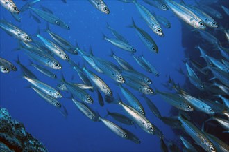 Close-up of sardine shoal Shoal of Atlantic european pilchard