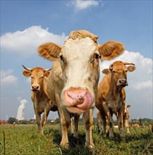 Cow licks its nostrils