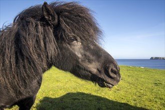 Close up of black Shetland pony in field along the coast on the Shetland Islands