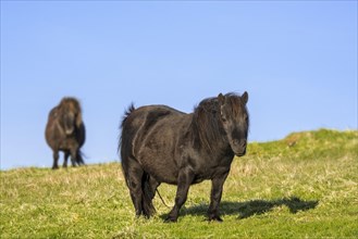 Two black Shetland ponies in grassland on the Shetland Islands