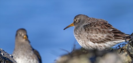 Two purple sandpipers