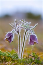 Small pasque flower