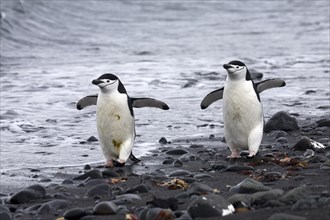 Two Chinstrap penguins