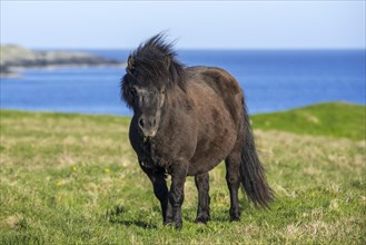 Black Shetland pony in field along the coast on the Shetland Islands