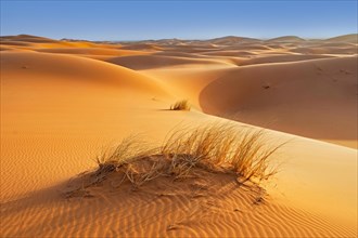 Sparse vegetation like grasses in wind-swept sand dunes of Erg Chebbi in the Sahara Desert near Merzouga