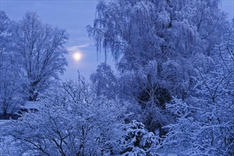 Full moon over the snowy winter landscape with trees and bushes in the Hamburg Vier- und Marschlanden