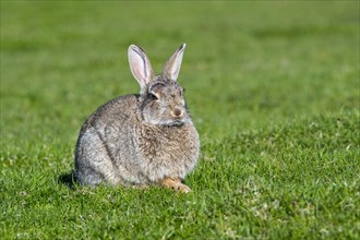 Alert European rabbit