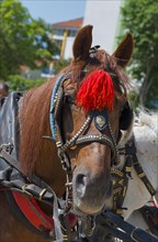 Portrait of a decorated brown horse with a red tassel outdoors