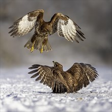 Steppe buzzard