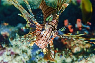 Close-up of pacific red lionfish