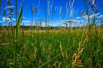 Grass fields in Shavangunk Ridge region