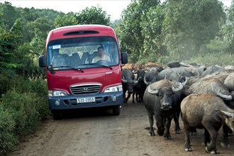 Bus and water buffalo on road