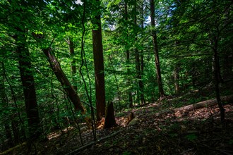Platte Clove Preserve in the Catskills Mountains