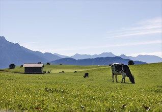 Cows on an alpine meadow in the Allgaeu