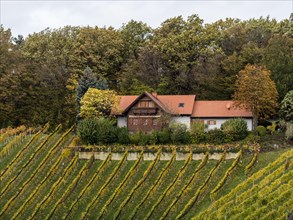 Vineyards in autumn