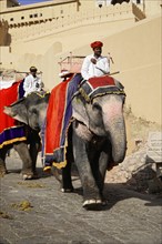 Elephants as mounts for tourists in front of the Amber Fort