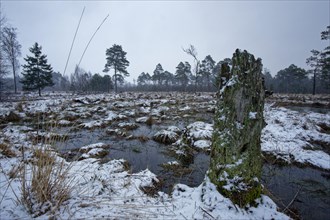 Snow-covered winter landscape in the Tister Bauernmoor nature reserve