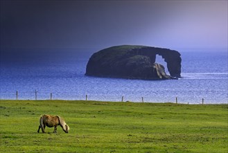Shetland pony and Dore Holm
