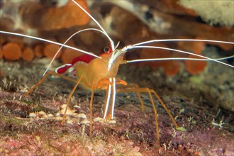 Close-up of pacific cleaner shrimp