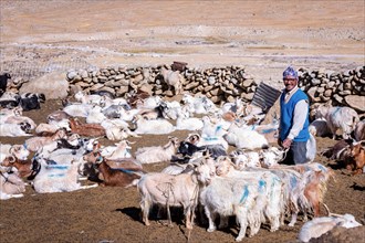 Changpa nomad with his goats