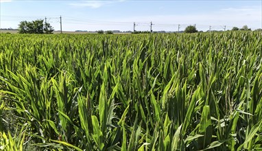 Maize field on a railway line