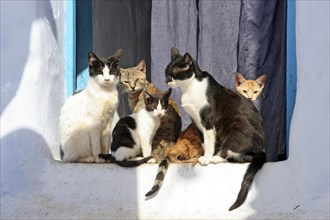 Domestic cats sunning on windowsill in the blue Medina of Chefchaouen