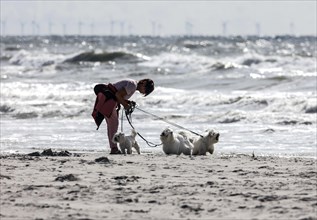 Woman with 4 West Highland Terriers on a North Sea beach in Vejers